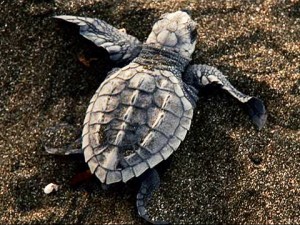 Baby turtle via National Geographic. The turtle was a recurring motif throughout the play. 