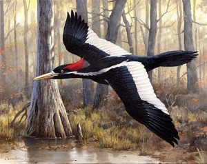 Rumor has it the near extinct ivory billed woodpecker might still be found in the higher altitutes of the Cuban island.