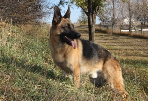 german_shepherd_dog