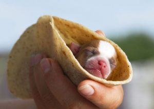 puppy in a tortilla