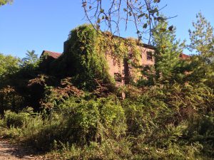 Wilderness slowly swallows the old brick works