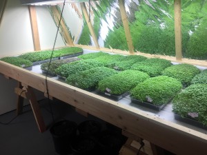 More micro greens!