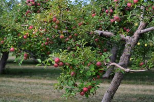 Apple Tree at Fishkill Farms