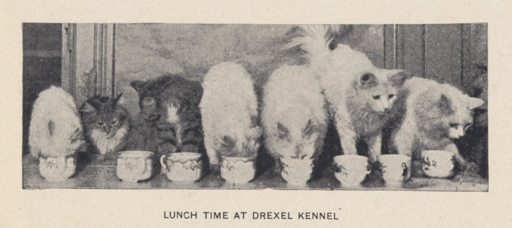 Lunch Time at the Drexel Kennel