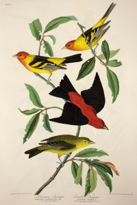 Louisiana and Scarlet Tanagers