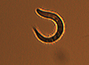 sampleworm1