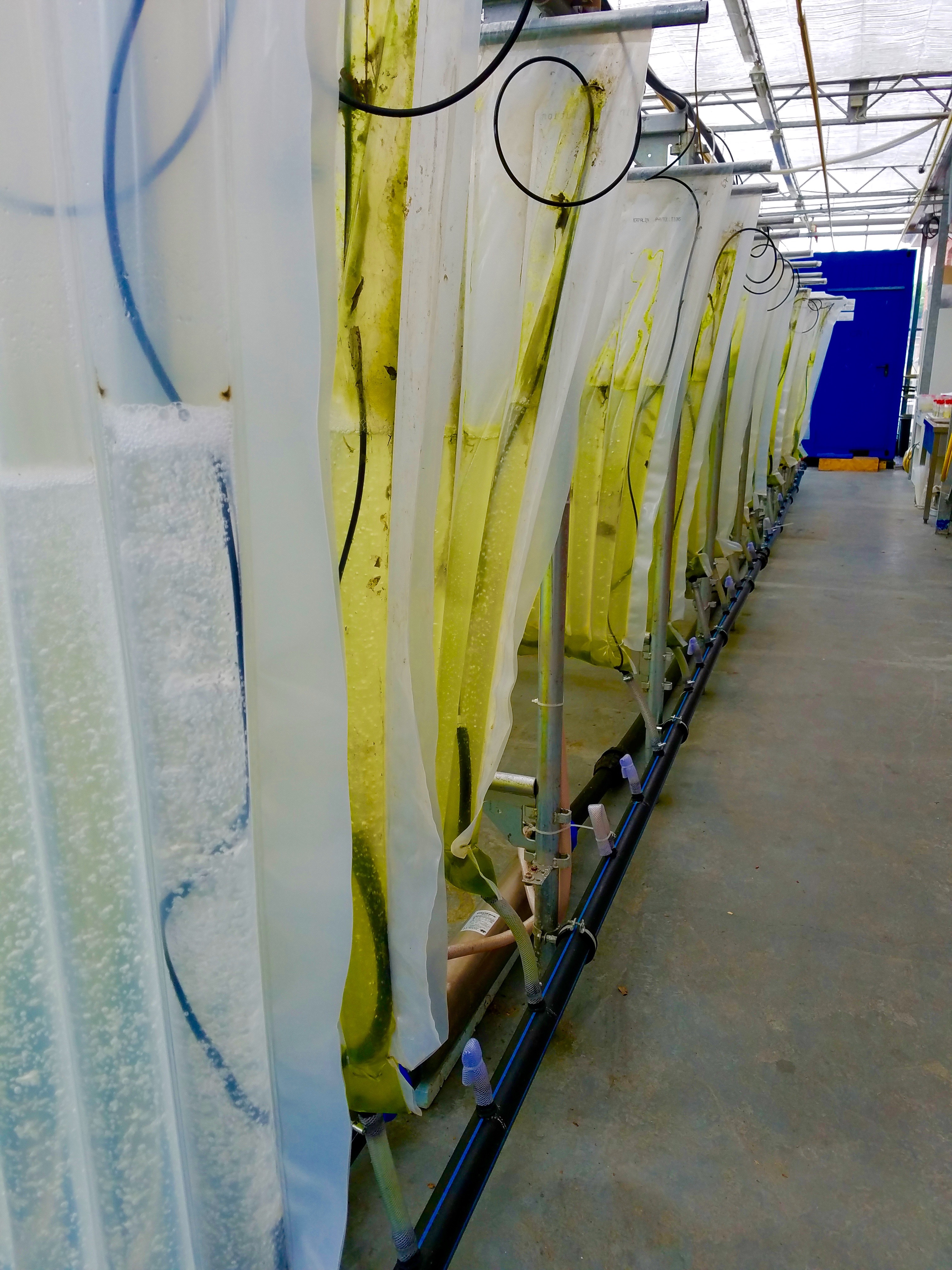 Algae Lab At Jacob's Univ