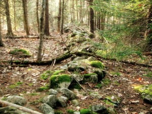 Similar stone wall we stumbled upon in the Catskills. With tress fallen upon it, moss and some deterioration. 