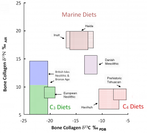 Examples of various human diets