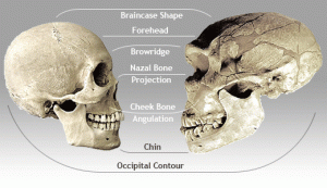 sapiens_neanderthal_comparison