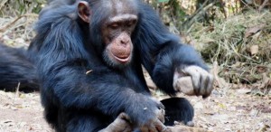 Chimpanzee using a stone to crack open a nut