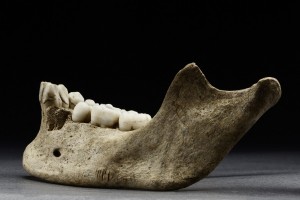 Jane's mandible, with notches indicating the removal of her flesh.