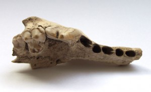 Dog jaw found in Swiss cave (c. 14000 years ago)