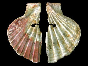 Decorative shell ornament worn by Neanderthals on jewelry