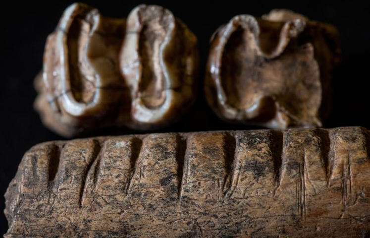 Animal Bones as Tools for Understanding Mayan Social Hierarchy | Real  Archaeology