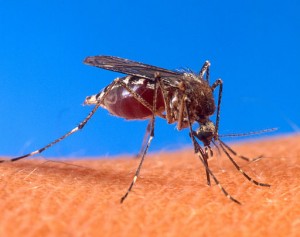512px-Aedes_aegypti_biting_human