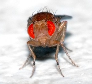 Frontal view of a Drosophila and its compound eyes