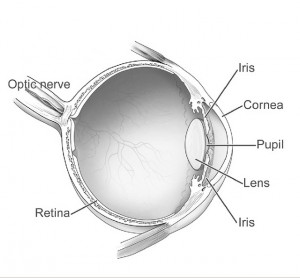 Human_eye_diagram-sagittal_view-NEI