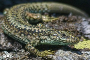 Male Carpetan rock lizard