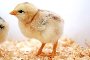 800px-Day_old_chick