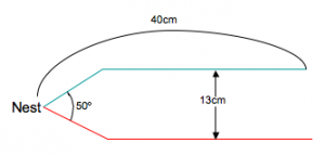 Schematic representation of experimental design. Blue and red lines represent two options of trails. Beginning at the nest, two separate columns diverge for 8cm at 50o and then continue parallel and 13cm apart for a total of 40 cm.