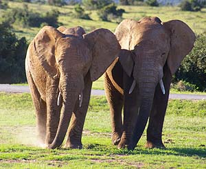 Two adult elephants at Addo Elephant National Park. Click image for source. 
