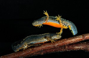 newts