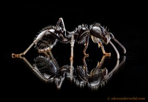 Messor pergandei.  http://www.alexanderwild.com/Ants/Taxonomic-List-of-Ant-Genera/Messor/i-4m4cgND/A 