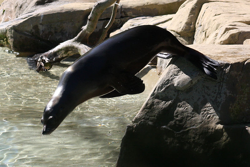 800px-California_Sea_Lion_diving_-_National_Zoo_-_Wash_DC