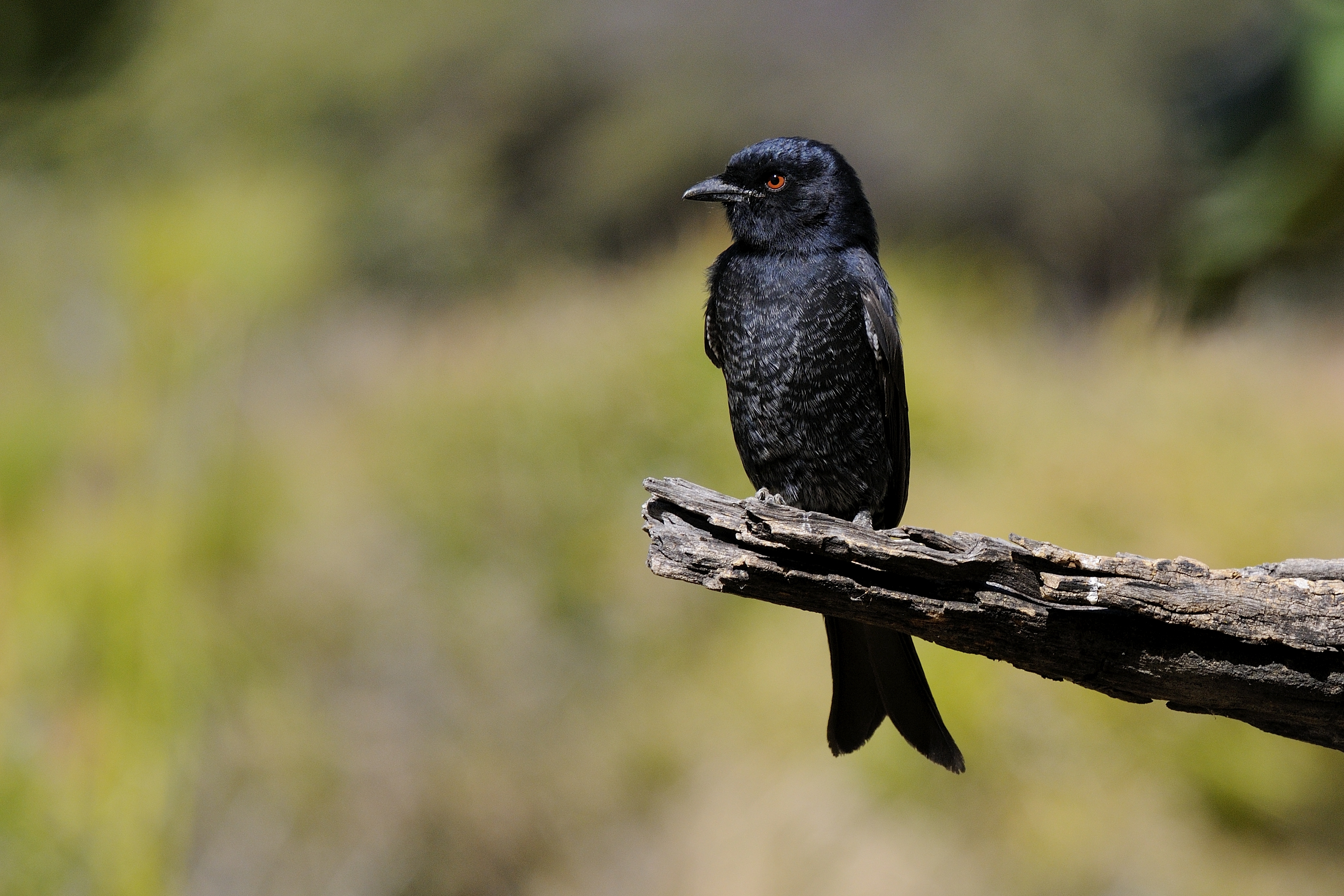 Above is the fork-tailed drongo, or Dicrurus adsimilis