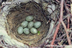 Magpie-eggs-in-nest