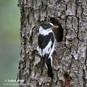 Collared Flycatcher at a tree-cavity. http://www.naturephoto-cz.com/collared-flycatcher-photo-11697.html