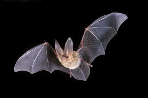 Figure 2. A big brown bat (http://www.liveandlocalenc.com/bats-barracks/)