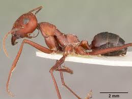Desert Ant (Cataglyphis fortis)