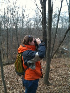 Watching Black-capped chickadees at the Vassar Ecological Preserve