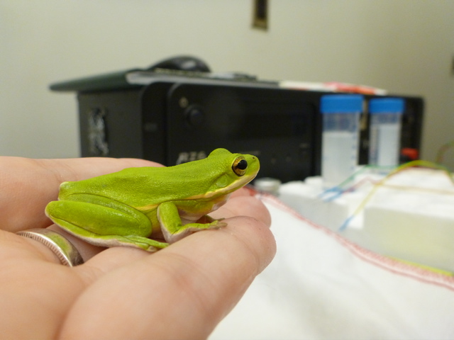 frog_in_hand2