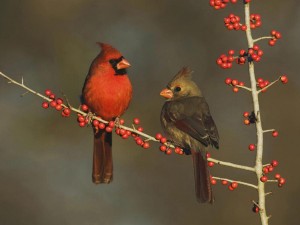 Male and Female Cardinal eating berries