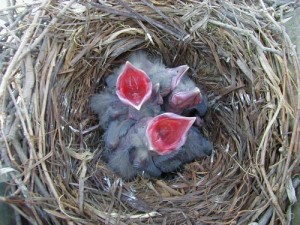 American-Crow-nestlings-MNDY02-10do-26Apr02-Ithaca-Tompkins-Co-NY-kjm783-500x375