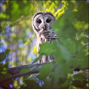 Barred Owl peeking between the trees at Vassar Farm