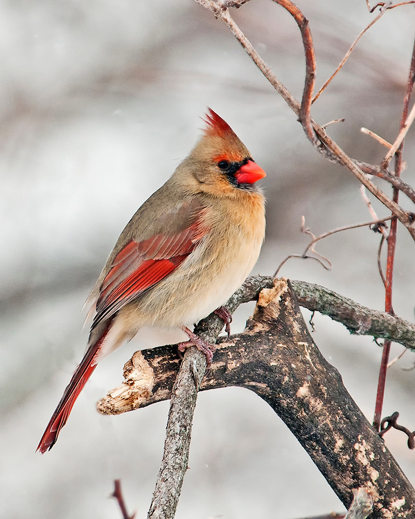 The Northern Cardinal(Cardinalis cardinalis) Song | Sensory Ecology