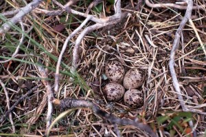 http://luirig.altervista.org/naturaitaliana/viewpics.php?title=Four+Spotted+Sandpiper+eggs+in+nest