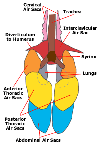 http://thespottedsandpiperresource.weebly.com/respiratory-system.html