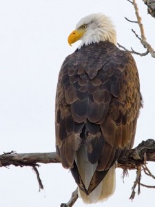 Retrieved from: http://www.allaboutbirds.org/guide/bald_eagle/id