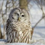 barred owl cute