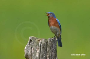 Eastern Bluebird singing