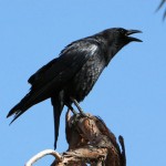 crow_2