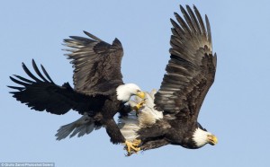 Retrieved from: http://www.dailymail.co.uk/news/article-2388031/Two-bald-eagles-captured-aerial-combat-set-sights-fish.html