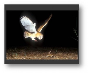 Picture 5: A barn owl closing in on its prey