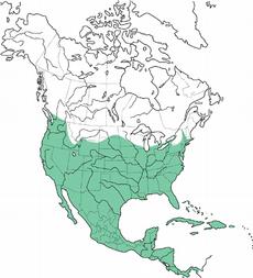 Picture 4: The barn owl's distribution in North America