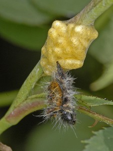 Cocoons of Cotesia glomerata with the remains of a dead parasitized catapiller